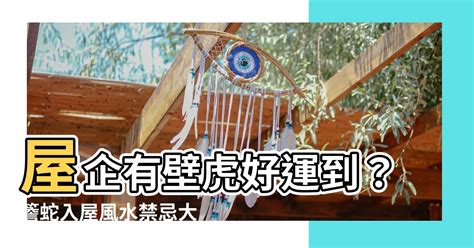 屋企有壁虎風水|在風水學中：家裡進壁虎是什麼寓意？4種預兆要「小心」了